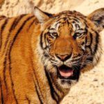 about ranthambore tiger reserve