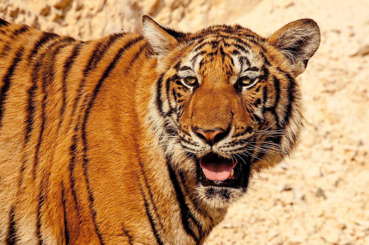 about ranthambore tiger reserve