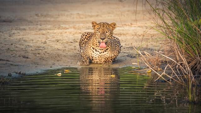 bandhavgarh national park