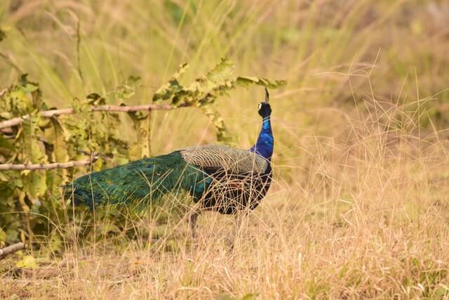 peacock in ranthambore