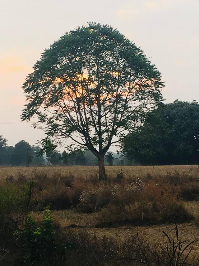 flora in ranthambore