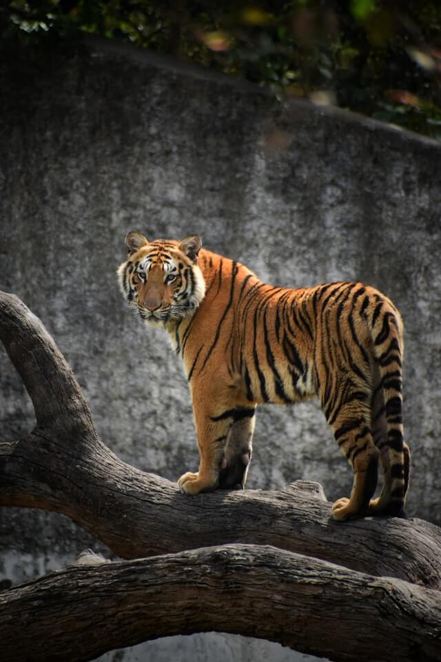 jim corbett national park