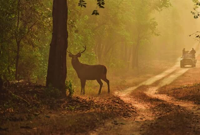 kanha national park