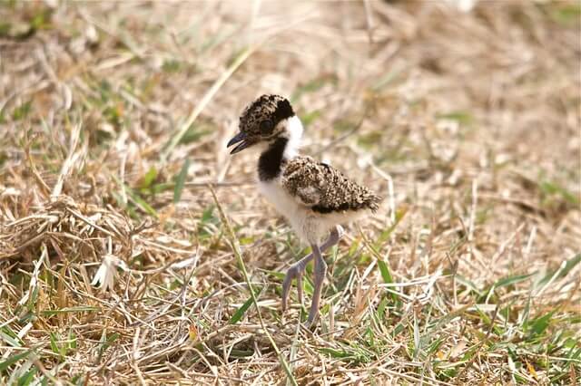 ranthambore birds