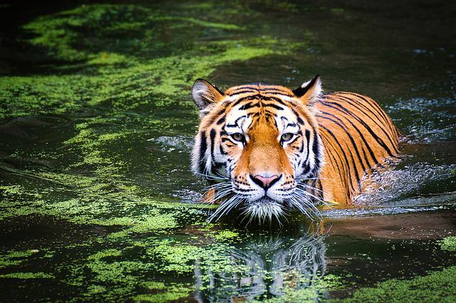 ranthambore national park