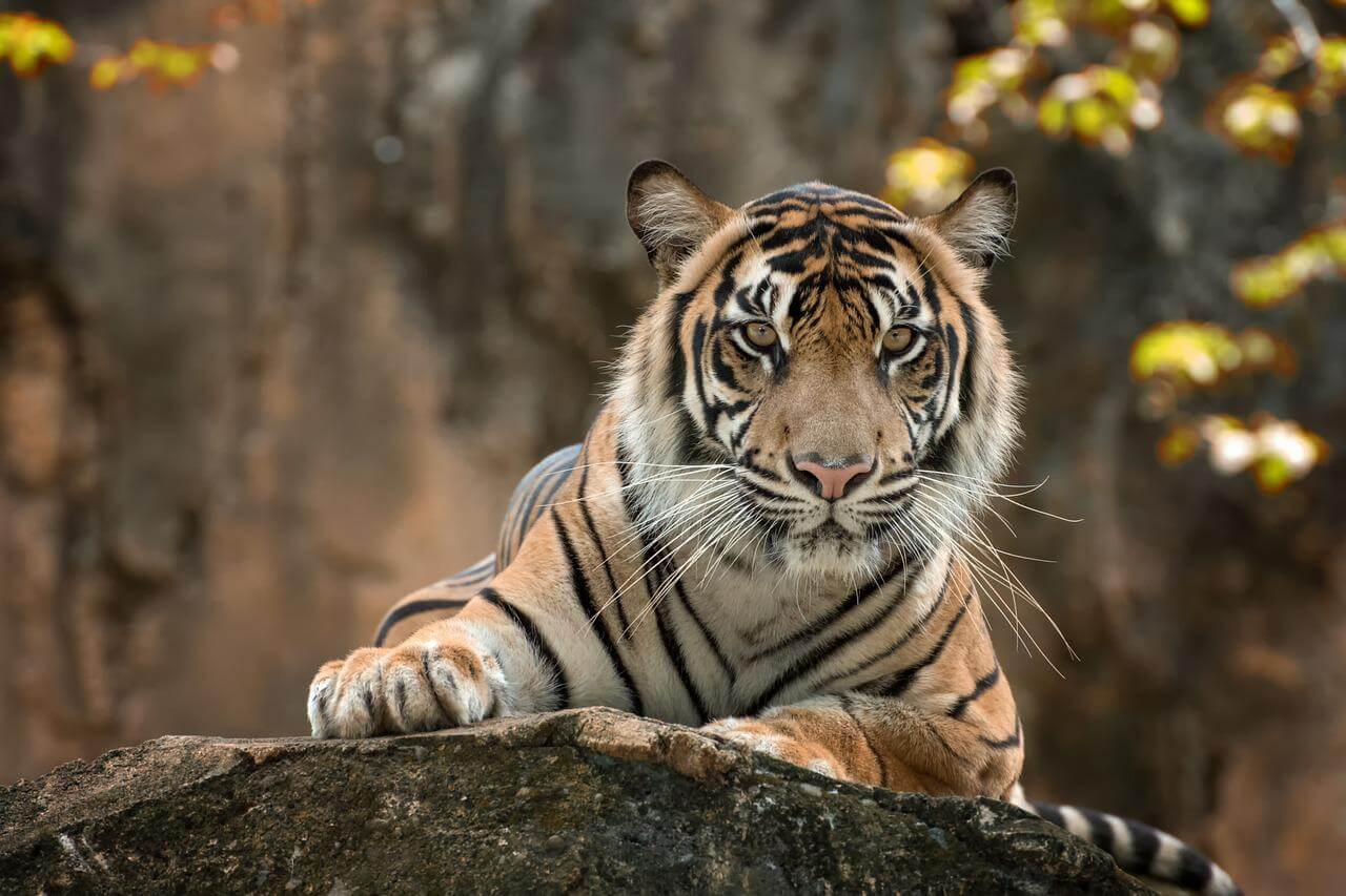 ranthambore tiger safari