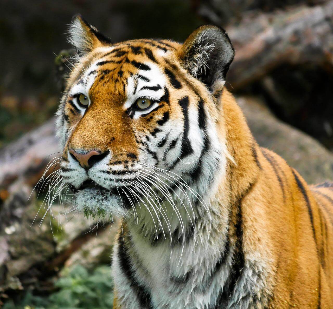 ranthambore tiger