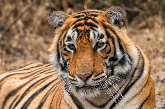 ranthambore tiger safari