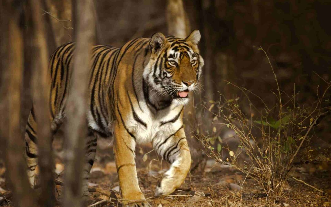 The Best Places to Spot Tigers in Ranthambore Tiger Safari