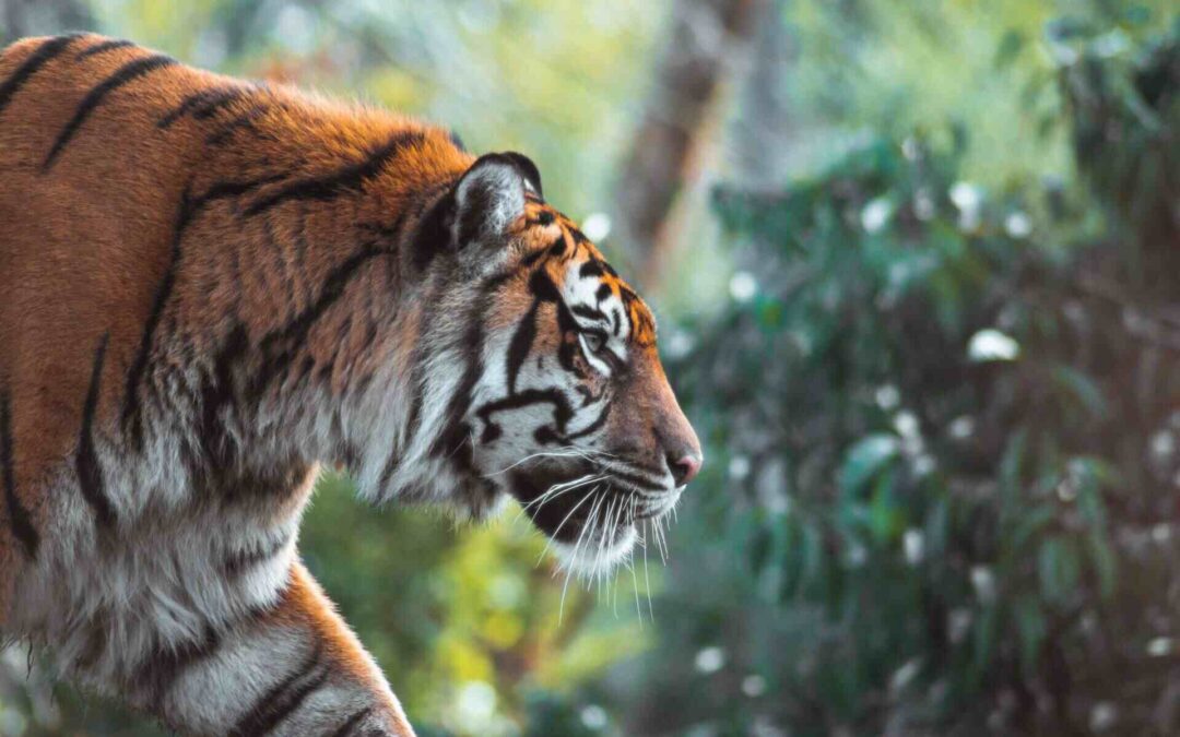 Famous Places in Ranthambore National Park