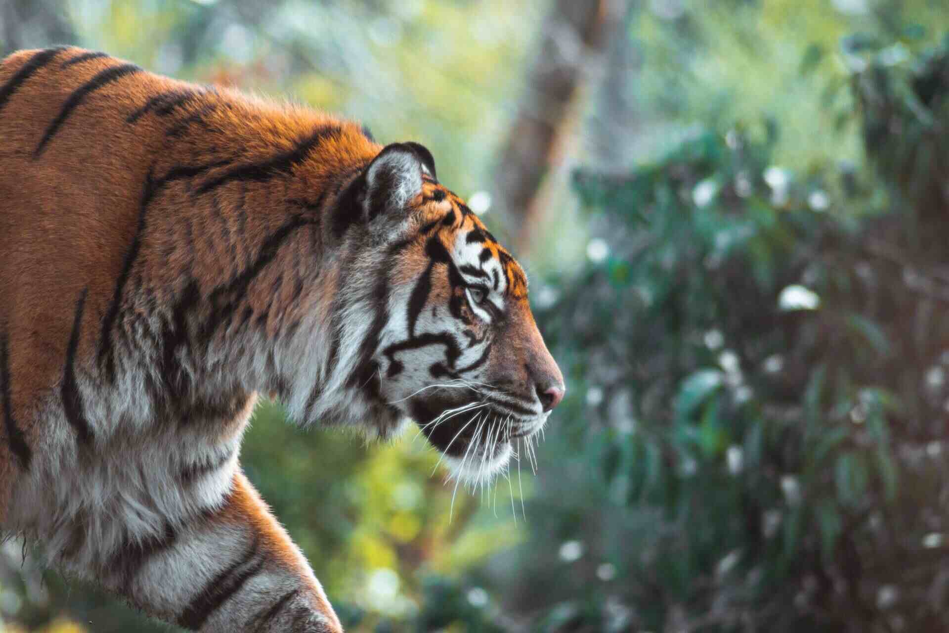 Famous Places in Ranthambore National Park