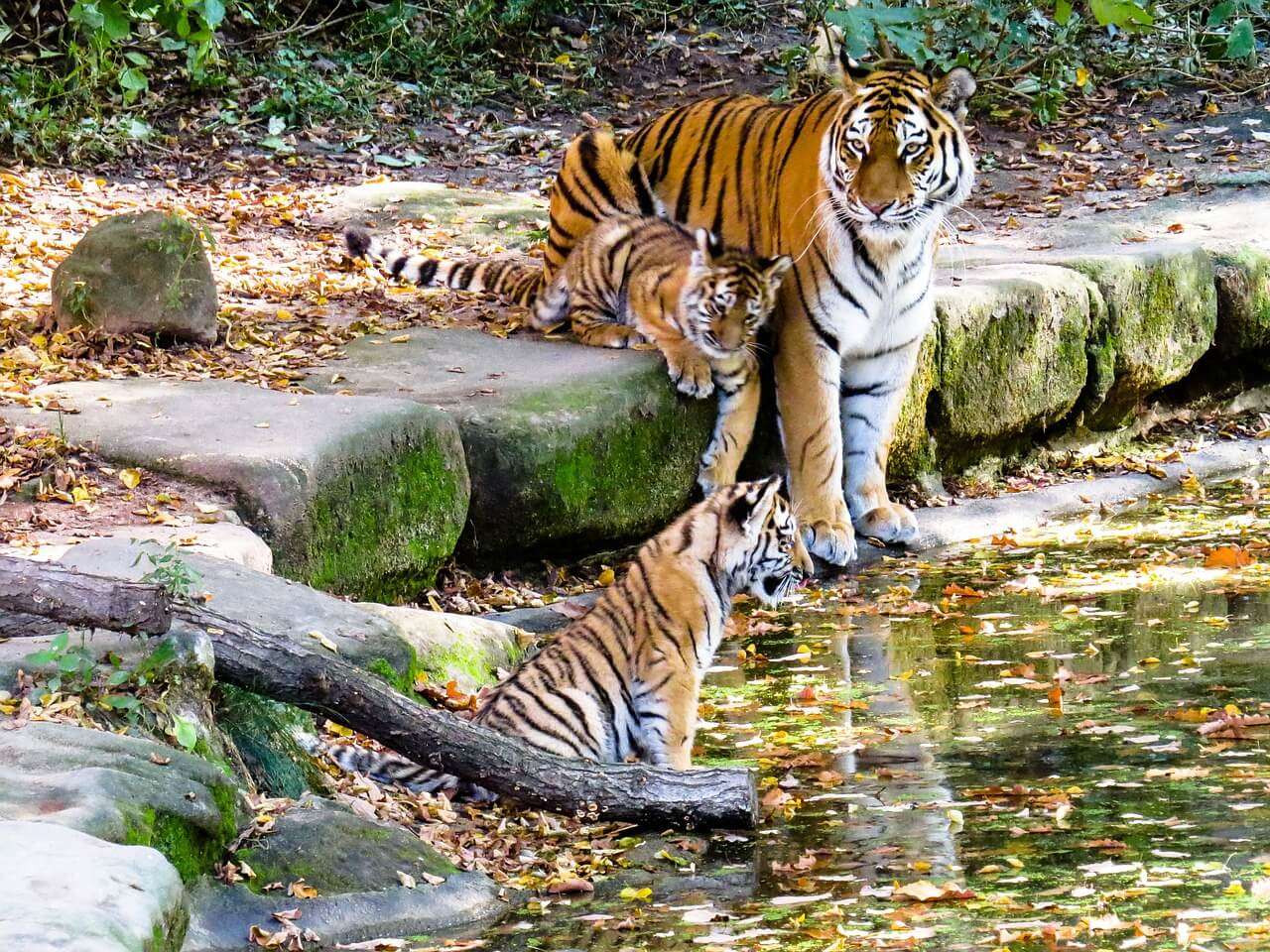 animal in pench